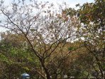 musim-kemarau-pohon-kering_20150717_165414.jpg