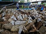 muslim-singapura-sumbang-774-hewan-qurban-perayaan-idul-adha-14_20160914_131115.jpg