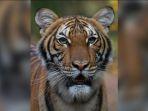 nadia-harimau-di-new-york-yang-positif-mengidap-virus-corona.jpg