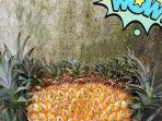 nanas-berukuran-jumbo-di-muarojambi.jpg
