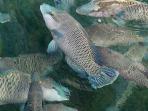 napoleon-anambas-ikan_20150222_102652.jpg