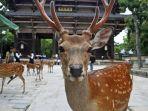 nara-park-jepang.jpg
