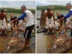 nelayan-kabupaten-muba-mendapat-ikan-pari-sungai-seberat-200-kg.jpg