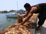 nelayan-rumput-laut-kepulauan-seribu_20190918_141102.jpg