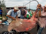 nelayan-tangkap-ikan-pari_20160815_114108.jpg