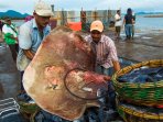 nelayan-tangkap-ikan-pari_20160815_114316.jpg