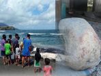 nelayan-temukan-muntahan-ikan-paus-di-kupang_20180419_184010.jpg
