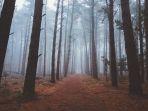 new-forest-national-park-inggris.jpg