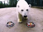 nika-the-bear_20170630_163431.jpg
