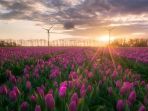 noordoostpolder-belanda_20180701_140252.jpg
