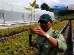 nursery-officer-pt-toba-pulp-lestari-tpl-sukardi-menjelaskan-bibit-eukaliptus-jumat-2382019.jpg