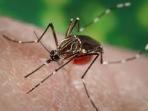 nyamuk-aedes-aegypti_20141217_152614.jpg