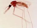 nyamuk-anopheles-penyebar-virus-malaria.jpg