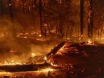 oak-fire-menghancurkan-ribuan-hektar-di-taman-nasional-yosemite_20220725_105320.jpg