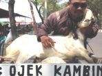 ojek-kambing-siap-mengantar-hewan-kurban-ke-tempat-tujuan_20180821_223052.jpg