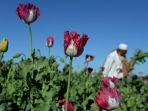 opium-afghanistan.jpg