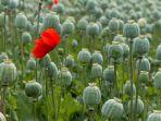 opium.jpg