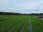 optimasi-lahan-rawa-desa-gunung-marijo.jpg