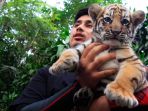 orang-tua-asuh-bayi-harimau-benggala_20170807_212758.jpg
