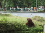orang-utan-nih2_20180619_151023.jpg
