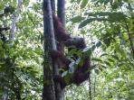 orang-utan_20151125_204229.jpg