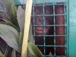 orang-utan_20160211_122454.jpg
