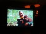 orangutan-brideg_20160428_185345.jpg