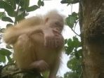 orangutan-bule_20170617_210828.jpg