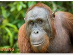 orangutan-di-kalbar1.jpg