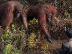 orangutan-di-kalimantan.jpg