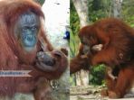 orangutan-di-taman-safari-lagoi-bintan_20181006_131359.jpg