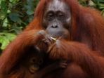 orangutan-di-tanjung-puting-kalimantan_20180807_102143.jpg