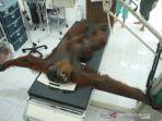 orangutan-diberondong-24-peluru.jpg
