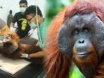 orangutan-dibrondong-peluru-24-kali-10-fakta-orangutan.jpg