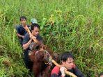 orangutan-dievakuasi-warga-di-kalteng.jpg
