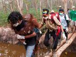 orangutan-dievakuasi.jpg