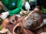 orangutan-jadi-korban-karhutla.jpg