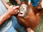 orangutan-kembali-diselamatkan-di-pontianak_20160121_215933.jpg
