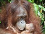 orangutan-lahir-nih3.jpg