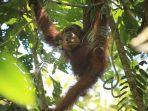 orangutan-sumatera-sun-ghou-kong.jpg