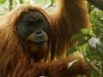 orangutan-tapanuli-orangutan-indonesia-yang-ditetapkan-sebagai-spesies-tersendiri_20181025_144411.jpg