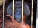 orangutan-yang-diselamatkan-oleh-tim-gabungan.jpg