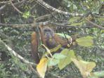 orangutan123.jpg