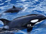 orca-berenang-bersama-bayinya-pada-10-desember-2013.jpg