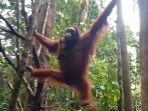 org-hutan-kali12.jpg
