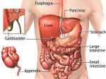 organ-tubuh-manusia-ok.jpg