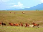 padang-sabana-mausui-di-manggarai-timur_20150122_143411.jpg