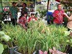 padi-belut-yang-ditanam-di-dalam-boks_20180412_153747.jpg