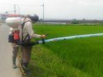 padi-karawang1111.jpg