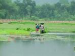 padi-terendam-banjir_20141208_003414.jpg